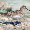 Least Sandpiper